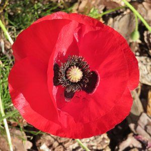 Meet your Posher, Janice